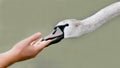Human hand feeding swan Royalty Free Stock Photo