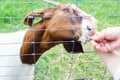 A human hand feeds a Boer male brown and white goat through a steel wire fence in a contact zoo. A woman feeds a black and white