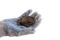 a human hand in a glove holds an earthen toad, isolated on a white background.