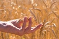 Human hand among gold ripe wheat spikelets in field, new crop, hot afternoon