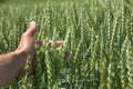 A human hand agronomist's review, green ear of wheat Royalty Free Stock Photo