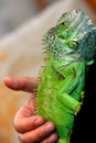 Human hand at the Green Iguana Royalty Free Stock Photo