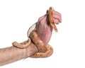 Human hand handling Corn snake