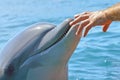 Human hand and head of a smiling dolphin . reservation dolphin in Israel, trusting people