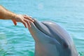 Human hand and head of a smiling dolphin . saving animals in Israel, trusting people