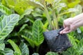 Human hand hold plants in a pot. Finding and buying plants for home gardening. Hobby concept Royalty Free Stock Photo