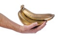 Human hand hold`s bunch of golden bananas isolated on white background Royalty Free Stock Photo