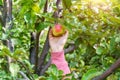 Organic vegetables. Organic apples in the hand of farmer. The concept of agriculture. Selective focus Royalty Free Stock Photo