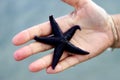 Hand holding black starfish - close up Royalty Free Stock Photo