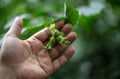 Human hand holding a green hazelnut in autumn Royalty Free Stock Photo
