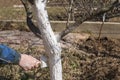 Human hand holding brush and whitewashing a young tree in early spring. gardening concept