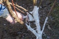 Human hand holding brush and whitewashing a young tree in early spring. gardening concept