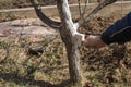 Human hand holding brush and whitewashing a young tree in early spring. gardening concept