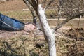 Human hand holding brush and whitewashing a young tree in early spring. gardening concept