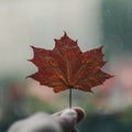 human hand holding colored autumn tree leaf Royalty Free Stock Photo