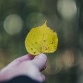 human hand holding colored autumn tree leaf Royalty Free Stock Photo