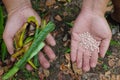 Human hand holding commercial chemical fertilizer pellets and kitchen waste fertilizer. Organic versus inorganic gardening Royalty Free Stock Photo