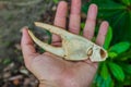 Human hand holding a crab claw in Cahuita National Park, Costa Ri Royalty Free Stock Photo
