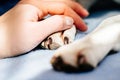 Human hand holding dog paw Royalty Free Stock Photo