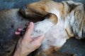 Human hand holding dog paw at home