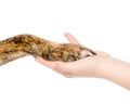 Human hand holding dog paw. isolated on white background Royalty Free Stock Photo