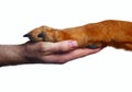 Human hand holding dog paw  on white Royalty Free Stock Photo