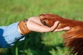 Human hand holding dog's paw