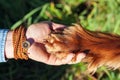 Human hand holding dog's paw