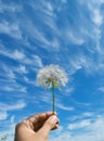 Human hand holding a fluffy dandelion Royalty Free Stock Photo