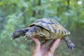 Human hand holding a forest turtle frog