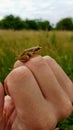 A human hand holding a frog Royalty Free Stock Photo