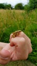 A human hand holding a frog Royalty Free Stock Photo