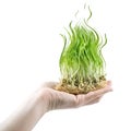 Human hand holding green grass in shape of fire Royalty Free Stock Photo