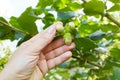 Human hand holding green hazelnuts on the branch. Royalty Free Stock Photo