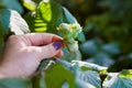 Human hand holding green hazelnuts on the branch. Royalty Free Stock Photo