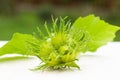 Human hand holding green hazelnuts on the branch. Nuts of the filbert growing. Hazelnut tree, hazelnuts ready to pick Royalty Free Stock Photo