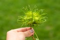 Human hand holding green hazelnuts on the branch. Nuts of the filbert growing. Hazelnut tree, hazelnuts ready to pick Royalty Free Stock Photo