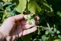 Human hand holding green hazelnuts on the branch. Royalty Free Stock Photo