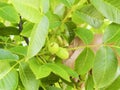 Human hand holding a green hazelnuts on the tree. Nuts of the filbert growing. Royalty Free Stock Photo