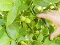 Human hand holding a green hazelnuts on the tree. Nuts of the filbert growing. Royalty Free Stock Photo