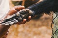 Human hand on the hand of a black-headed spider monkey - Ateles fusciceps at a conservancy in Nanyuki, Kenya Royalty Free Stock Photo