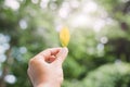 Human hand holding leaf. The Concept of green earth Royalty Free Stock Photo