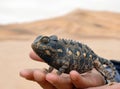 Human hand holding lizard