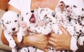 Human hand holding many puppies dalmatian Royalty Free Stock Photo