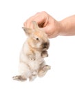 human hand holding a newborn rabbit. isolated on white background Royalty Free Stock Photo