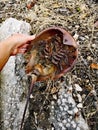 Human hand holding old dry shell of Horseshoe crab