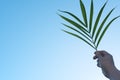 Human hand holding palm leaves in clear blue sky. Summer, tropical and palm sunday background. Royalty Free Stock Photo