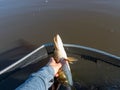 A human hand holding a pike before being released into the water, fishing for predator fish, spinning fishing