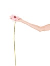 Human hand holding pink gerbera daisy flower. Royalty Free Stock Photo