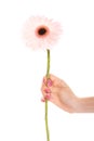 Human hand holding pink gerbera daisy flower. Royalty Free Stock Photo